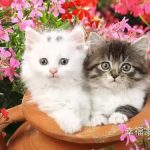 xfjt12334的头像-星辉阁